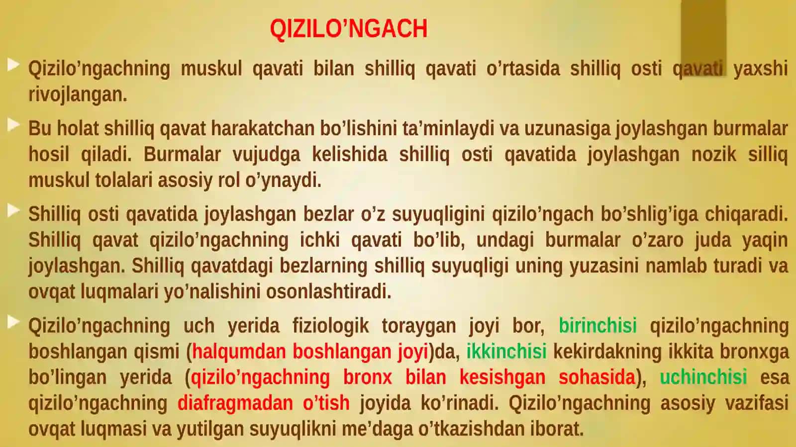 Qizilo'ngach,qorinbo‘shlig‘ia’zolarihaqidaumumiyma’lumot 4