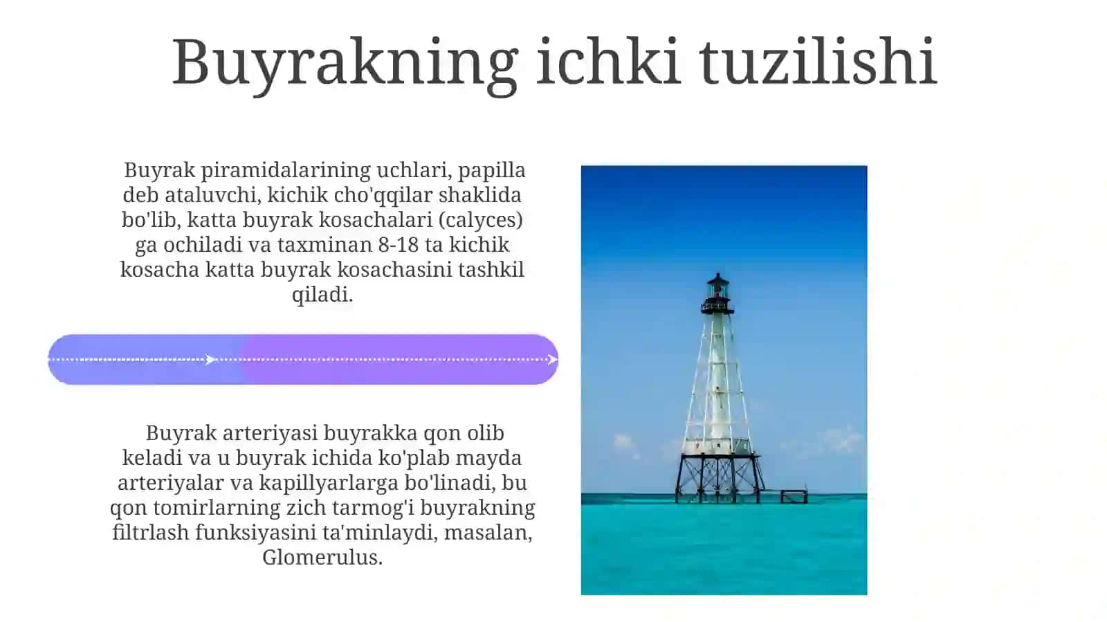 Buyrakvauningtuzilishi 4