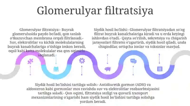 Siydik Hosil BoʻLish Mexanizmi 4