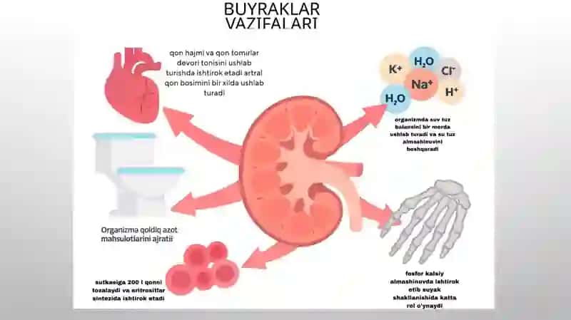 Buyrak kasalliklarida klinik laborator ko`rsatkichlar 4