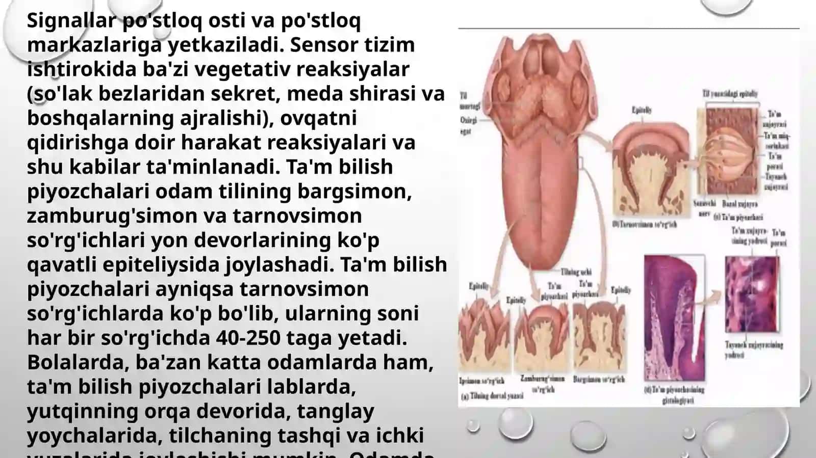Ta’mbilisha’zosiningmorfofunksionaltavsifi 4
