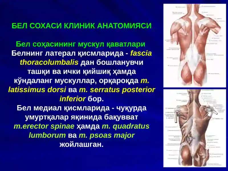 Бел соҳаси ва қоринпарда орти бўшлиғи клиник анатомияси. 4