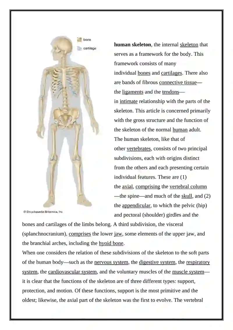 Human Skeleton 4