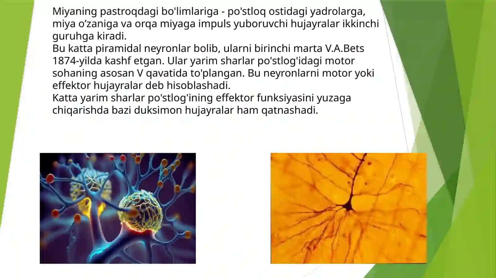 BOSH MIYA TURLI BO’LIMLARI FAOLIYATINI O’RGANISH .BOSH MIYA YARIMSHARLAR PO’STLOG’INING FIZIOLOGIYASI 4