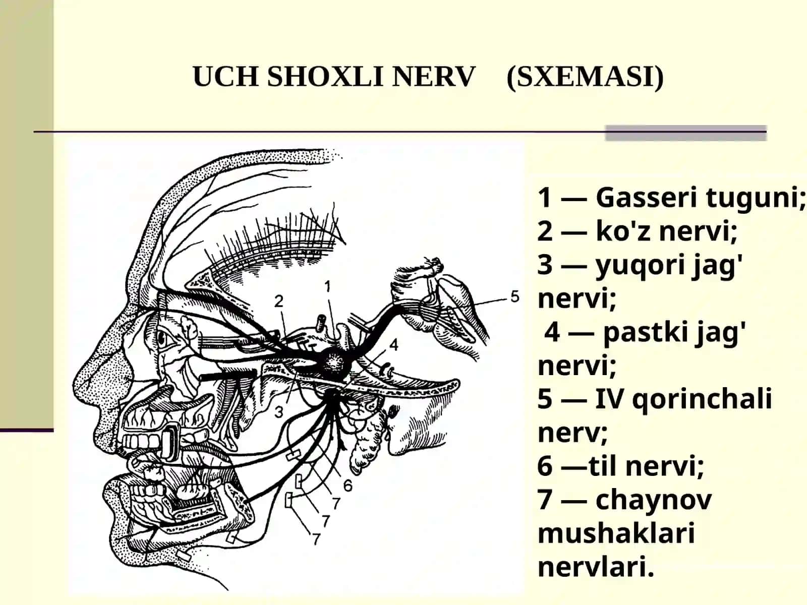Uch shoxli nervning klinik anatomiyasi 4