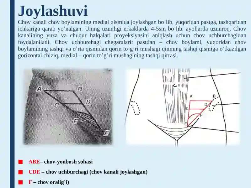 Chov Kanali Topografik Anatomiyasi va Chov Churralari 4