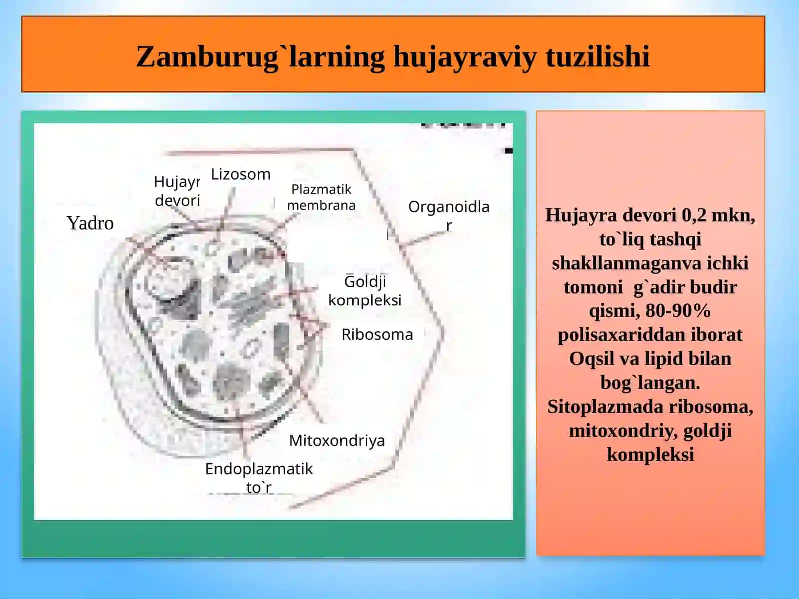 Zamburug’lar morfologiyasi, tuzilishi va ko’payishi 4