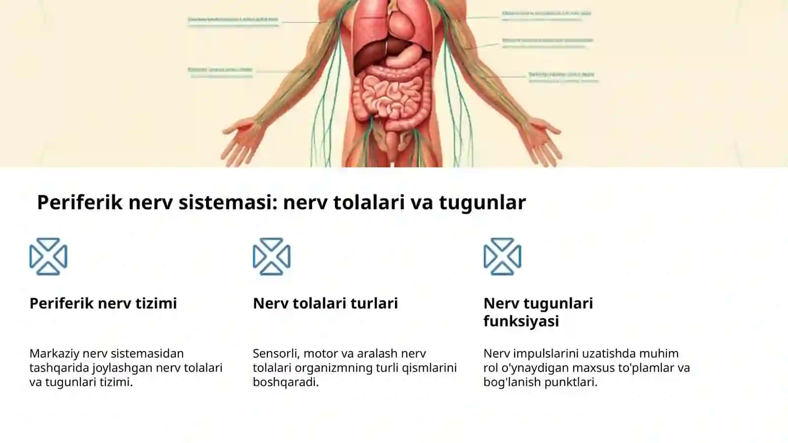Nerv sistemasi: Tuzilishi va ahamiyati 4