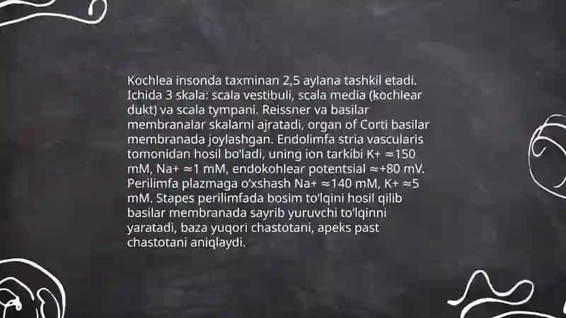 Eshitish,Muvozanat,Hid va Tam bilish analizatorlari fiziologiyasi 4