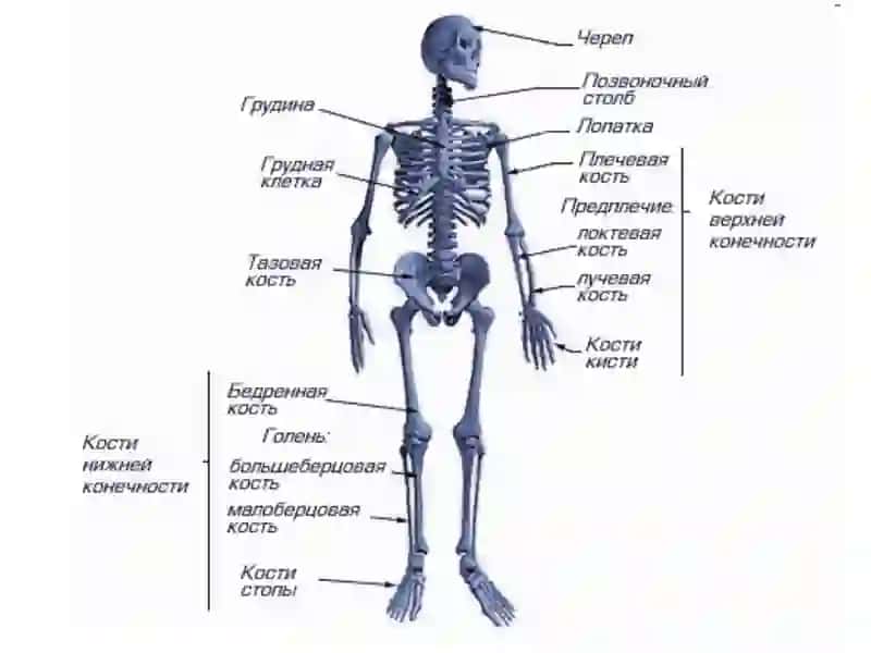 Норма анализа крови 4