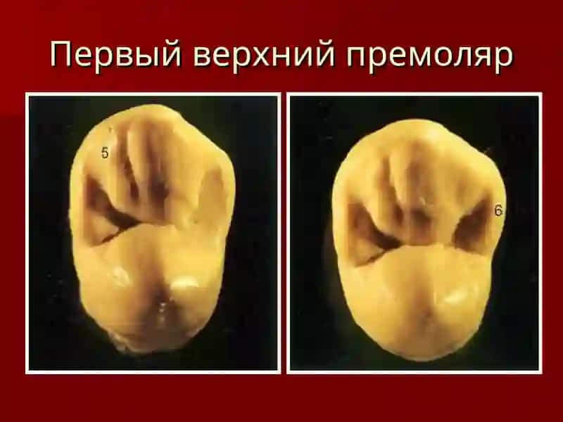 Первый верхний премоляр 4