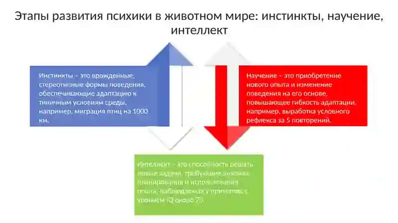 Филогенетическое развитие психики 4