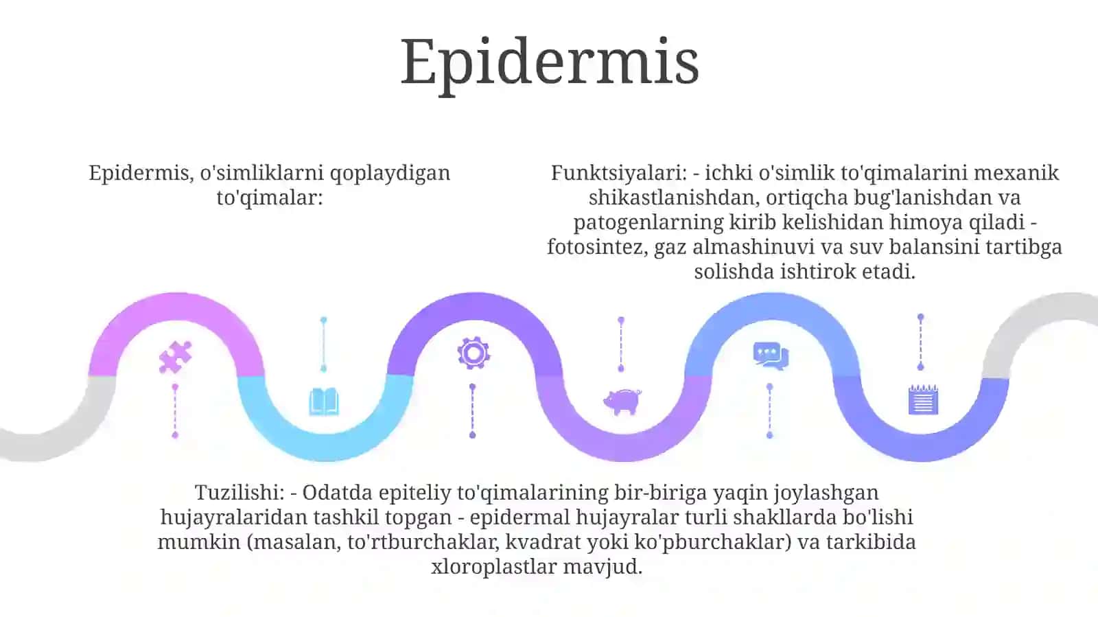 Pokrovnaya Tkan Rasteniy (epidermal to'qima) 4