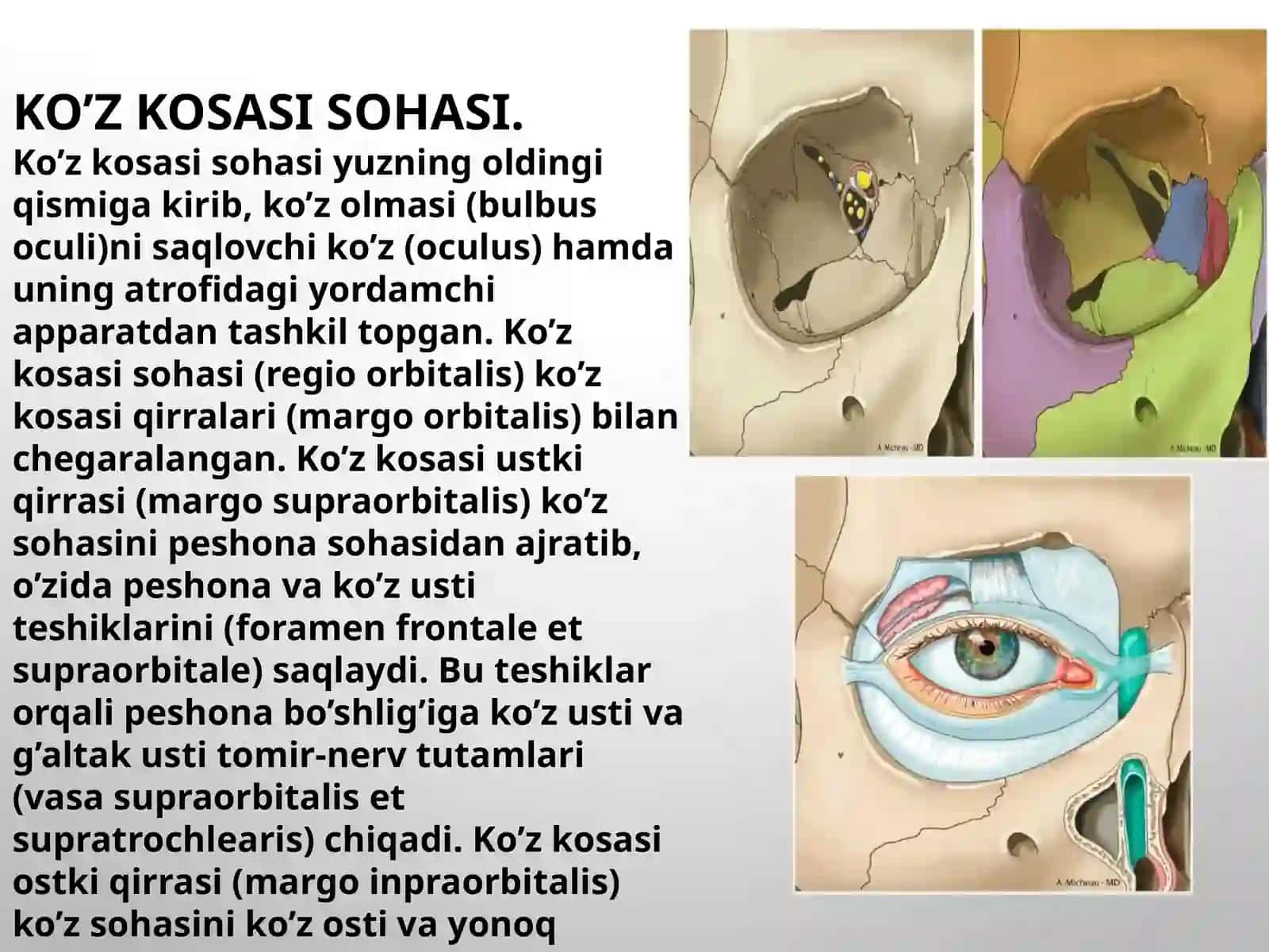 Yuzning oldingi bo‘limi: ko‘z, ko‘z osti va burun sohalari topografik anatomiyasi. Infraorbital anes 4