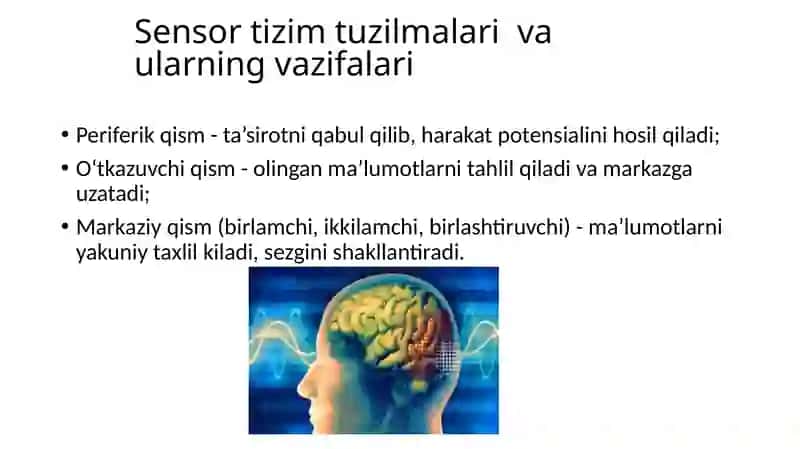 Analizatorlarning yosh xususiyatlari va gigienasi 4