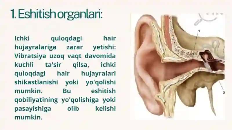Vibratsiyaning eshitish va muvozanat organlari tuzilishiga ta’siri 4