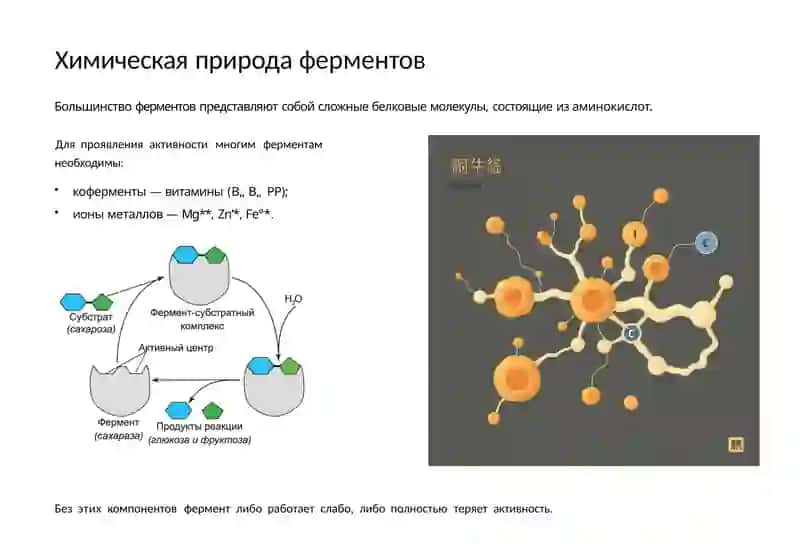 Применение ферментов в медицине 4