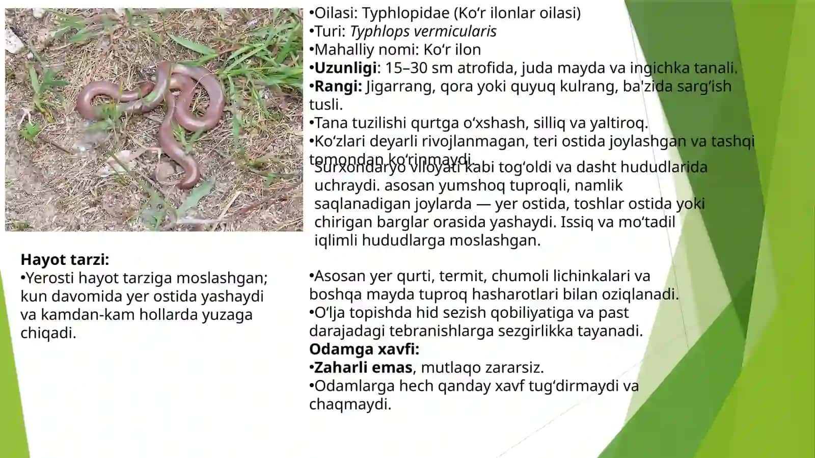 Surxondaryo viloyati sharoitida uchrovchi ilonlar reja 4