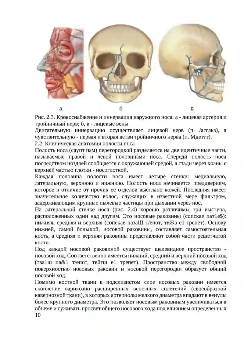 Клиническая анатомия наружного носа 4