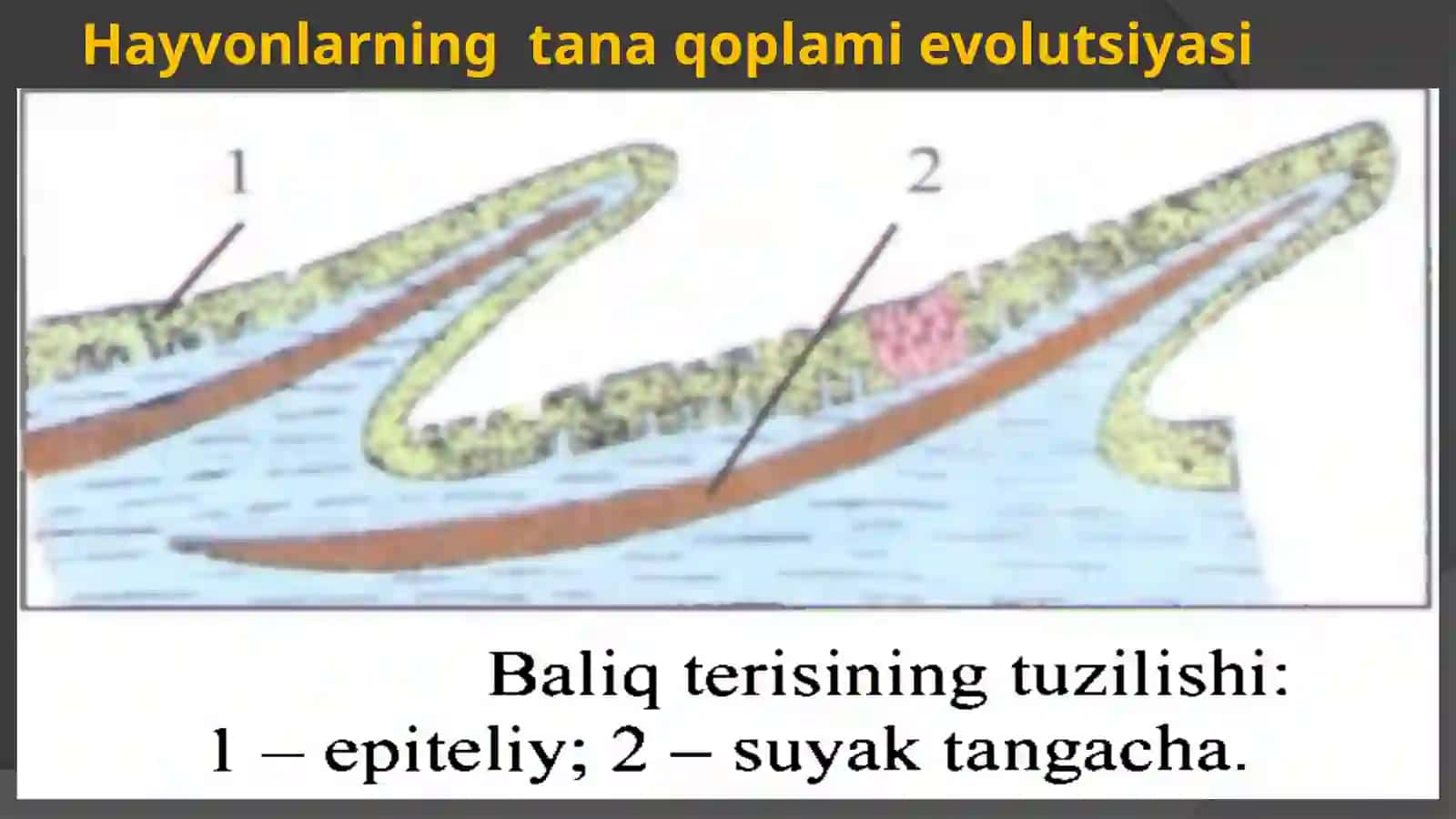 HAYVONLARNING TANA QOPLAMI VA HARAKATORGANLARI EVOLUTSIYASI 4