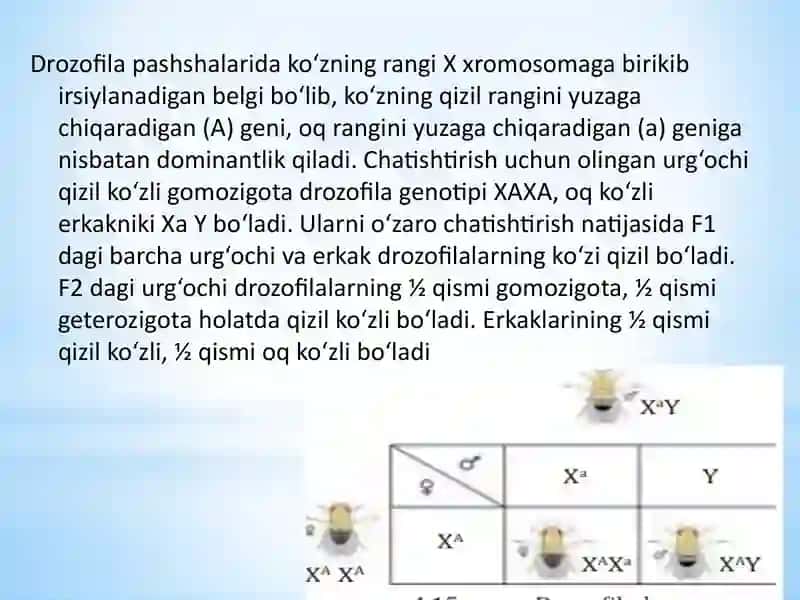 Belgilarning jinsga bog‘liq holda irsiylanishidars taqdimoti 4