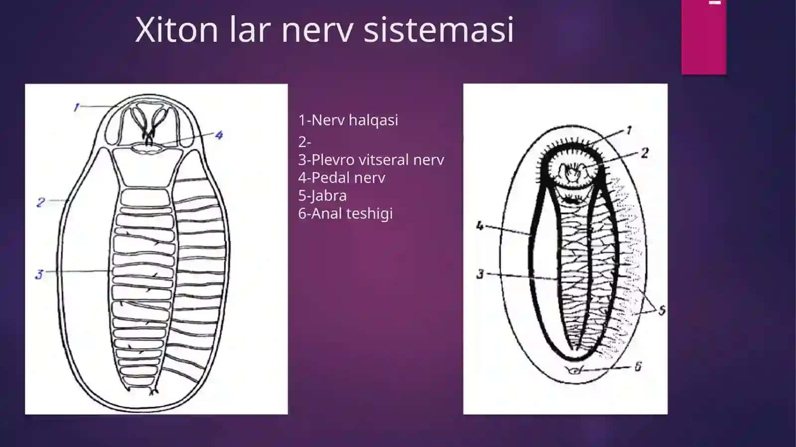 XITONLAR nerv sistemasini tahlil qilish 4