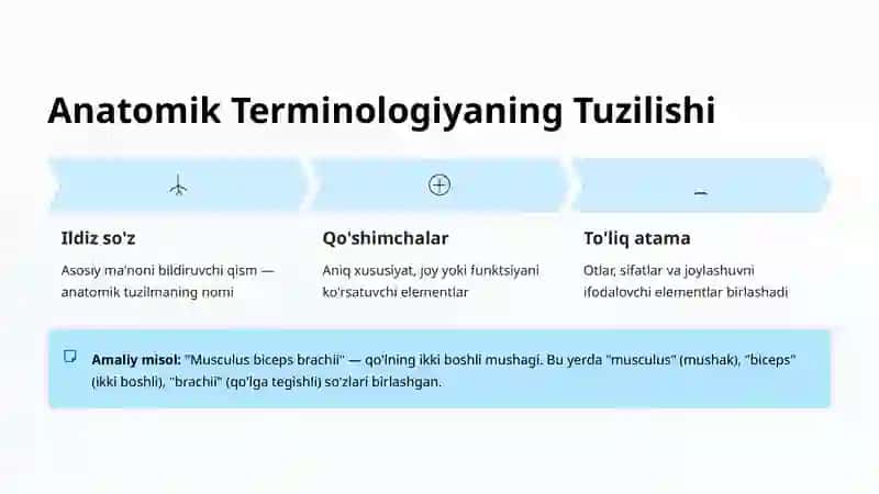 Anatomik Terminologiya Asoslari 4