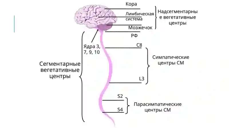 Vegetativ nerv tizimi klinika anatomiyasi 4