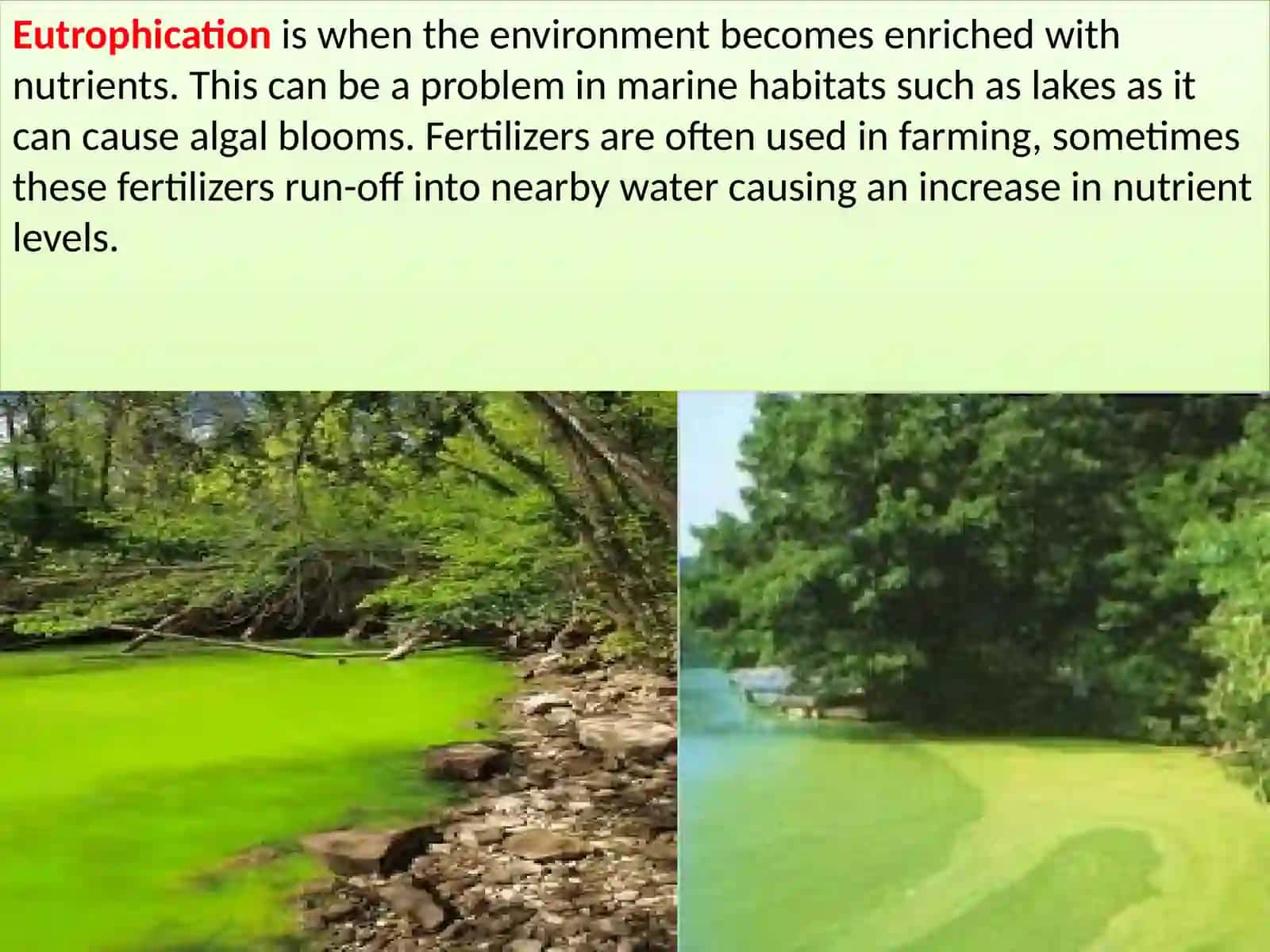 Blue-green algae as bio-indicators 4