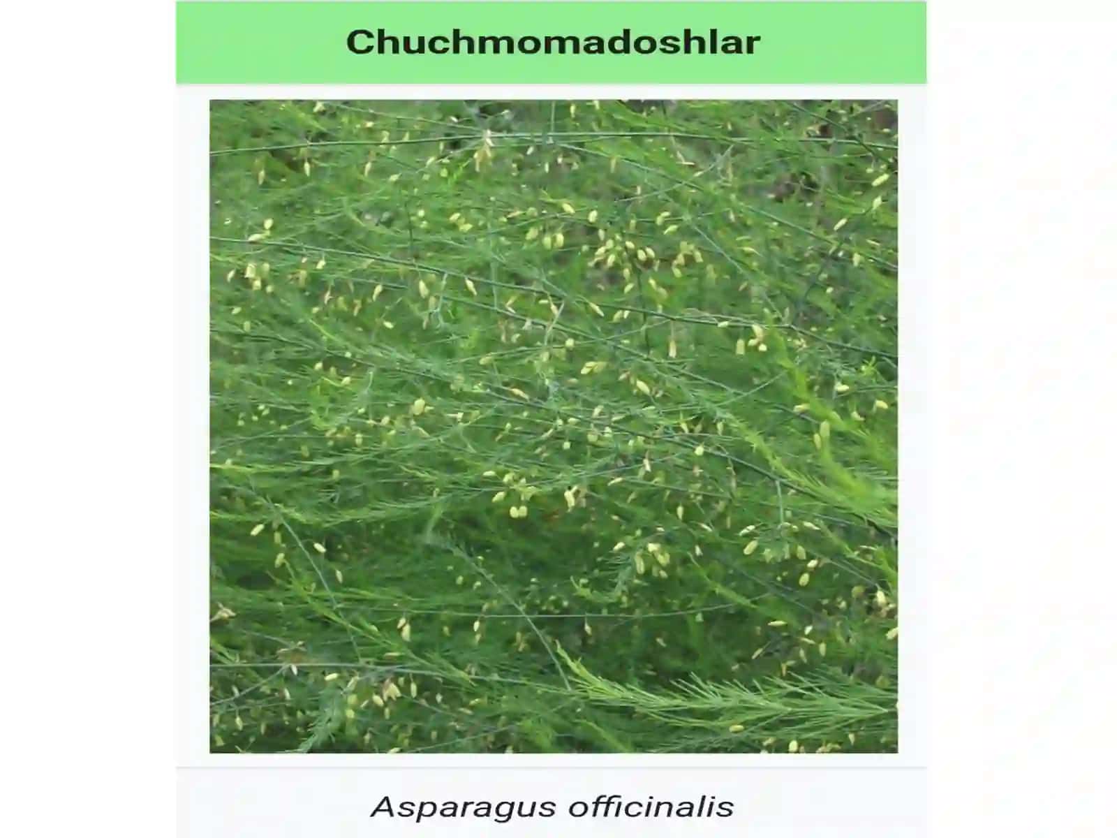 Chuchmomadoshlar(Amarilidaceae) oilasi davlatalari in. biologiyasi, ekologiyasi, areali va xalq xo'jaligidagi ahamiyati 4