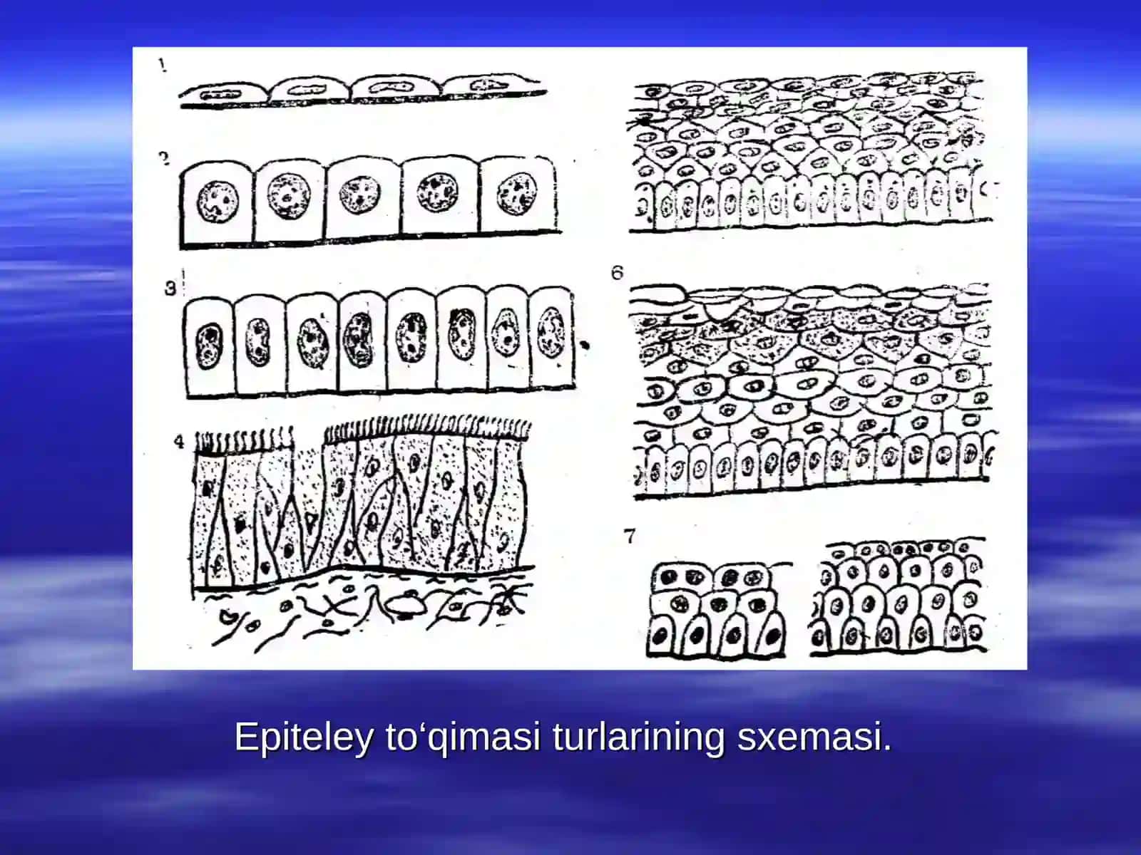 EPITELIY TО‘QIMASI 4