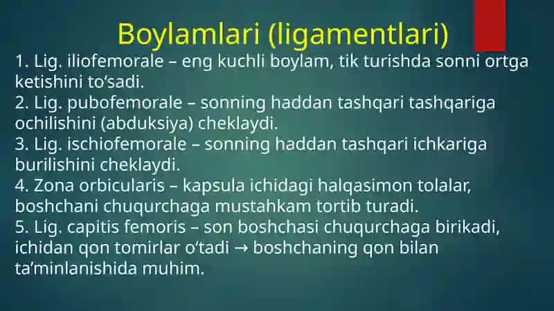 TOS-SON BO'G'IMI ANATOMIYASI Koksartroz va Gonoartroz 4