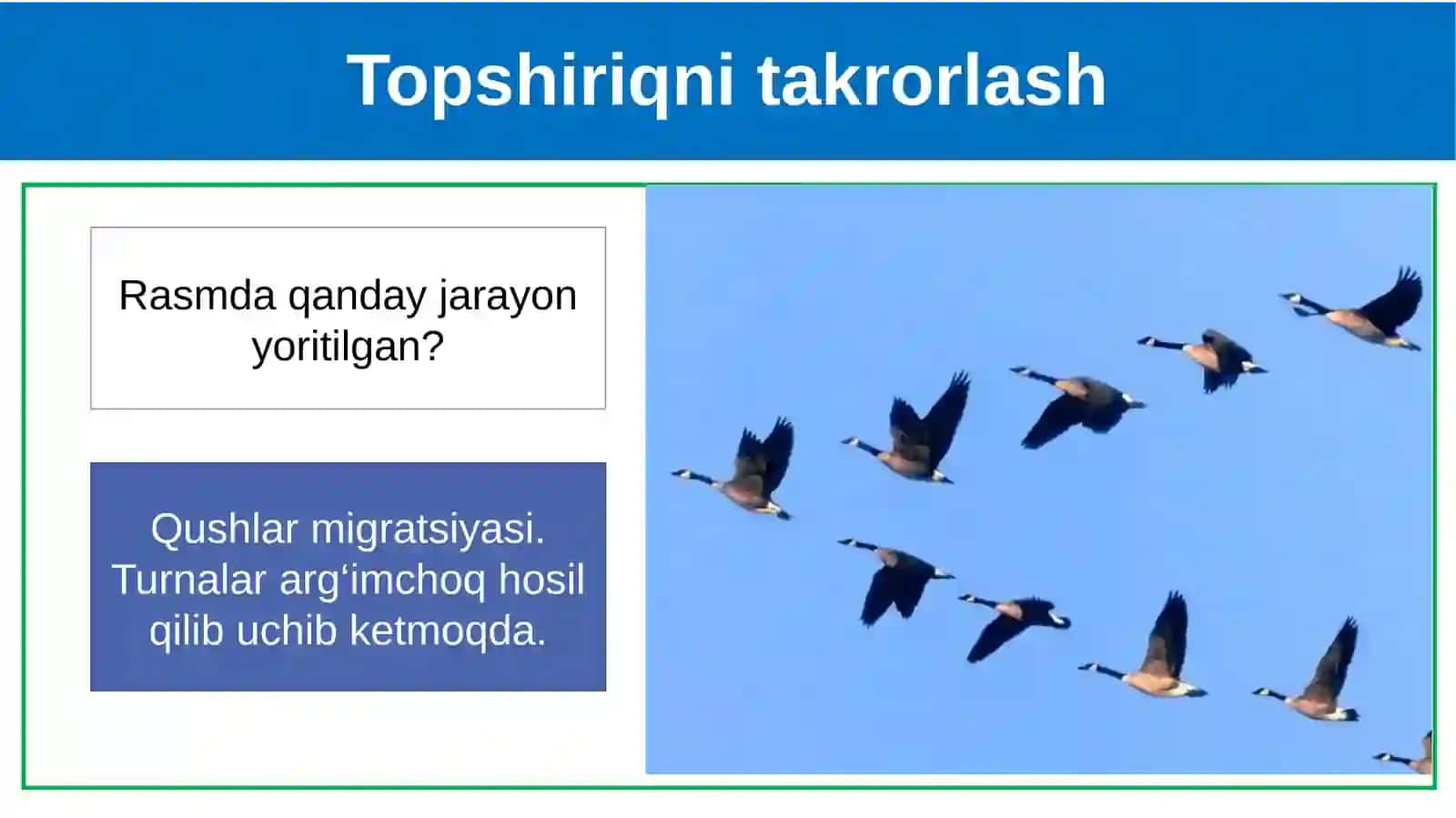 Parrandachilik 4