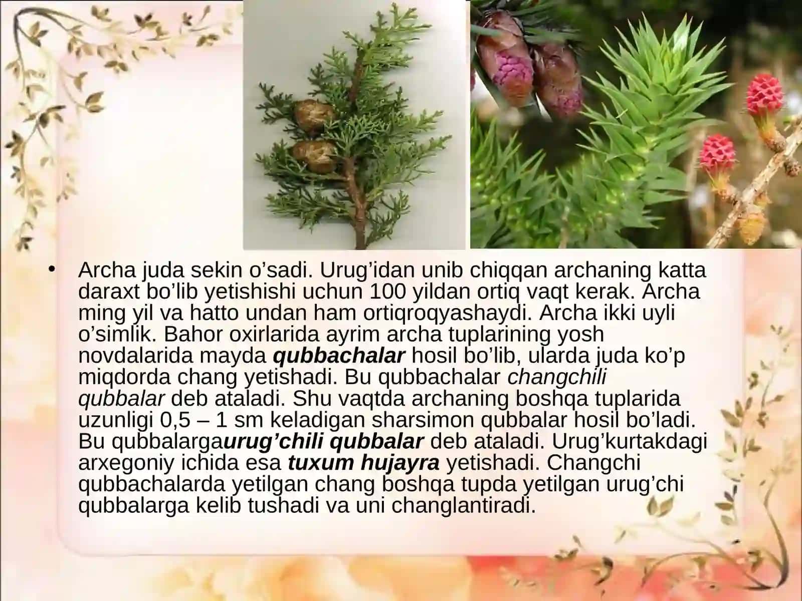 Ochiq urug’li o’simliklar (qarag’aytoifa) bo’limi 4