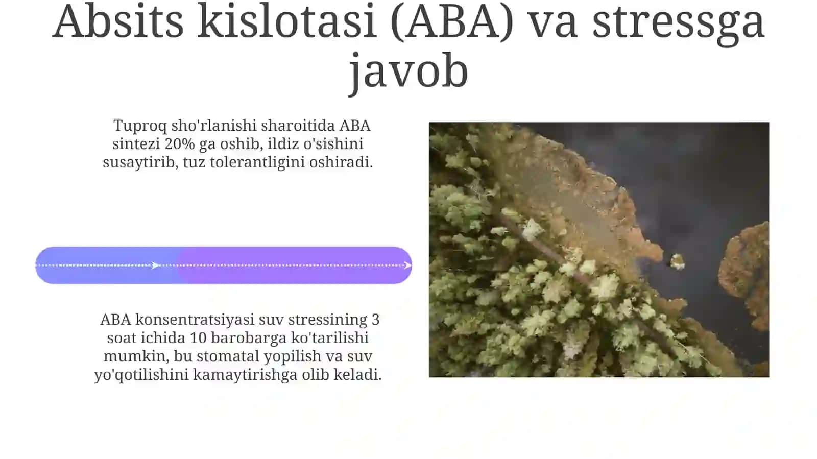 Fitogormonlar va atrof-muhit omillarining o‘zaro bog‘liqligi 4