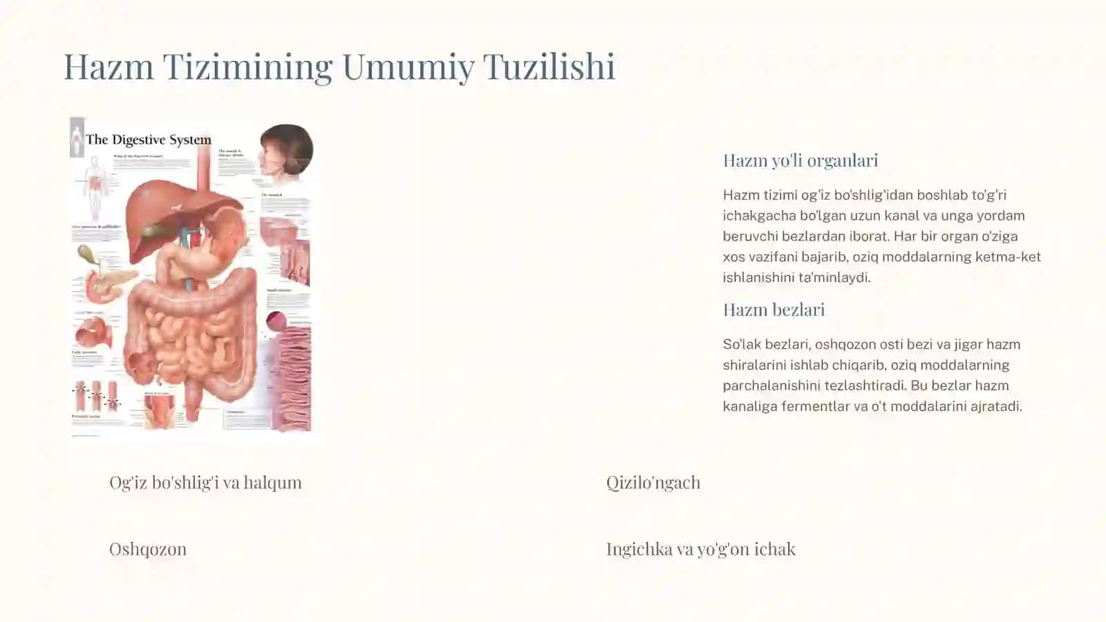 Hazm Tizimining Anatomiyasi va Fiziologiyasi 4