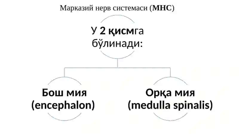 Psixika va uning evolyutsiyasi 4