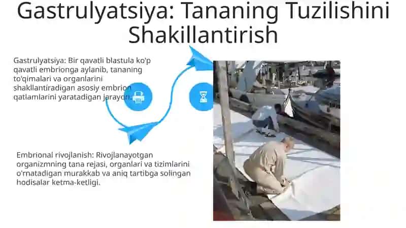 Ontogenez. Embrional taraqqiyotining xususiyatlari 4