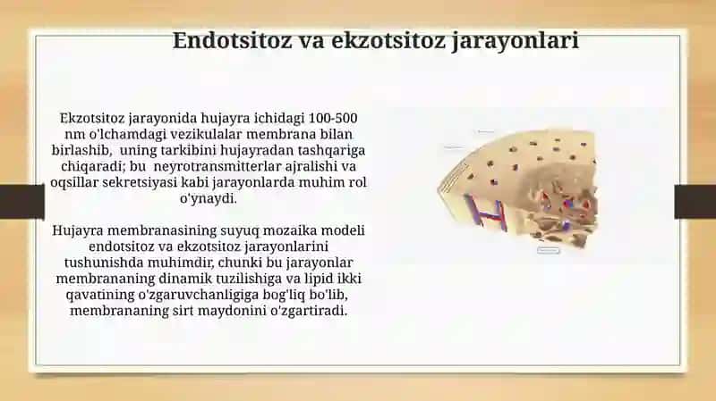 Biologik membranalarning tarkibi va funktsiyalari 4