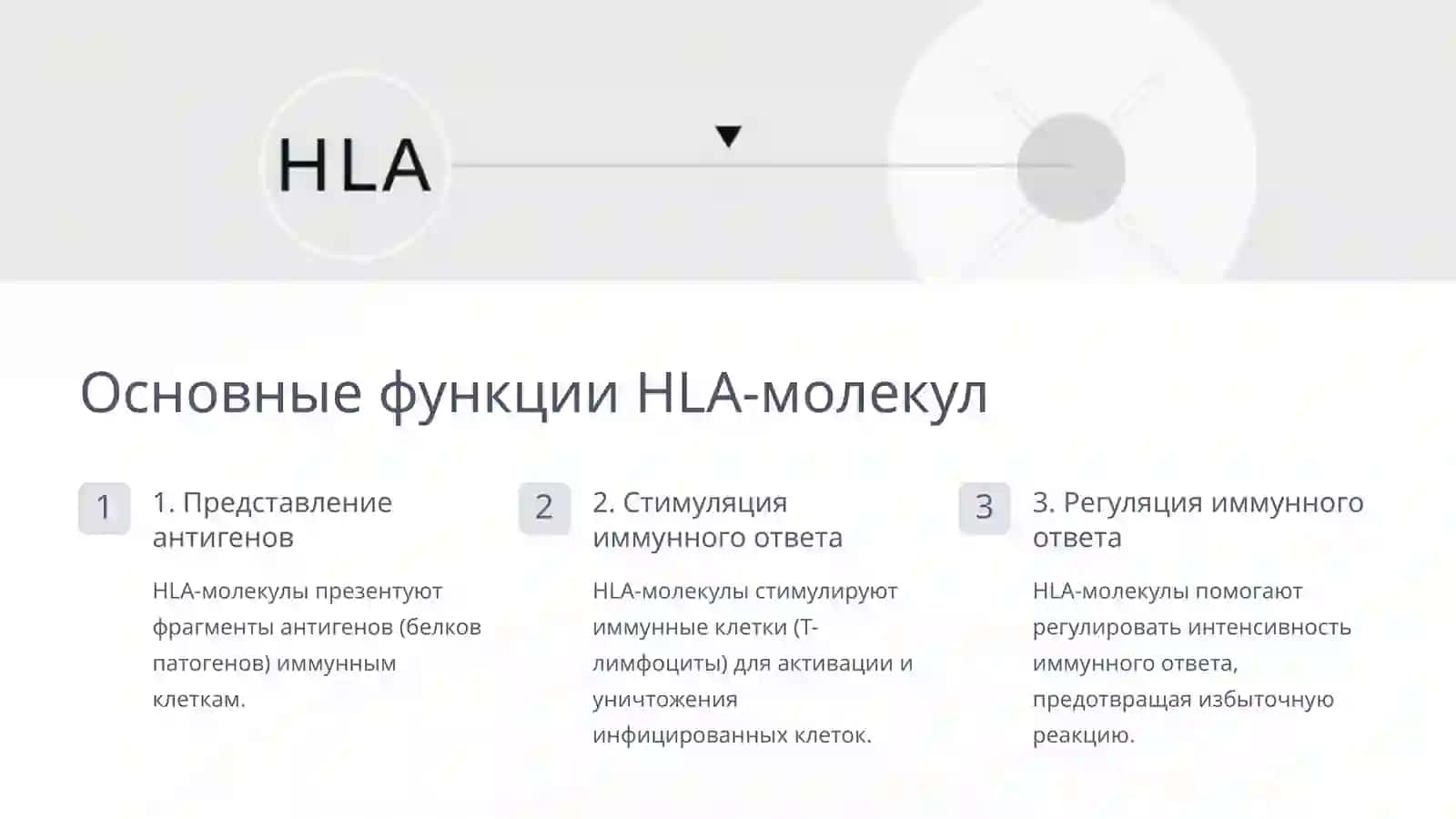 HLA-система, Цитокины и Интерфероны: основы иммунитета 4