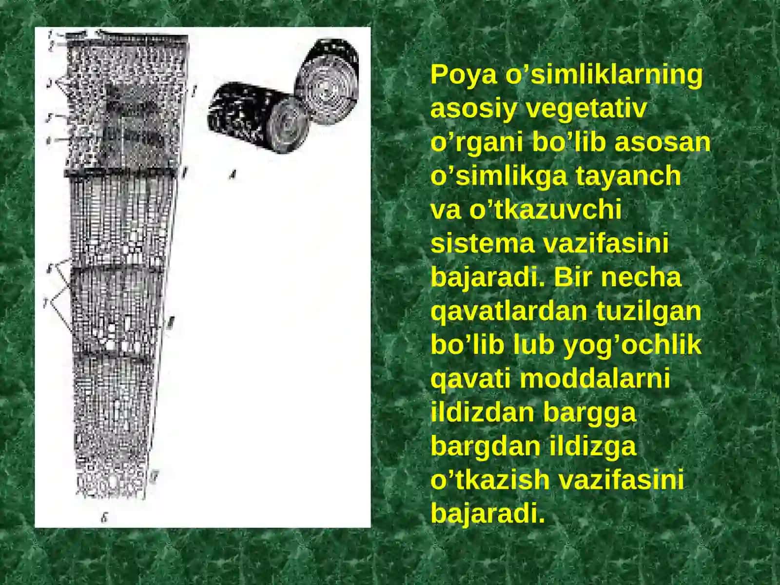 Algologiya va mikologiya fanidan 4