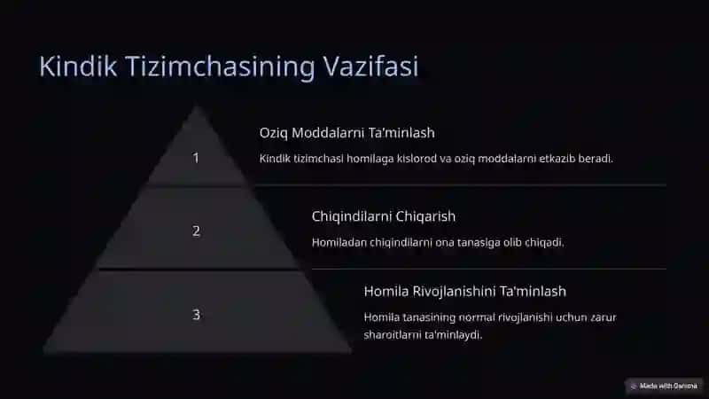 Kindik Tizimchasi: Ona-Homila Aloqasi 4