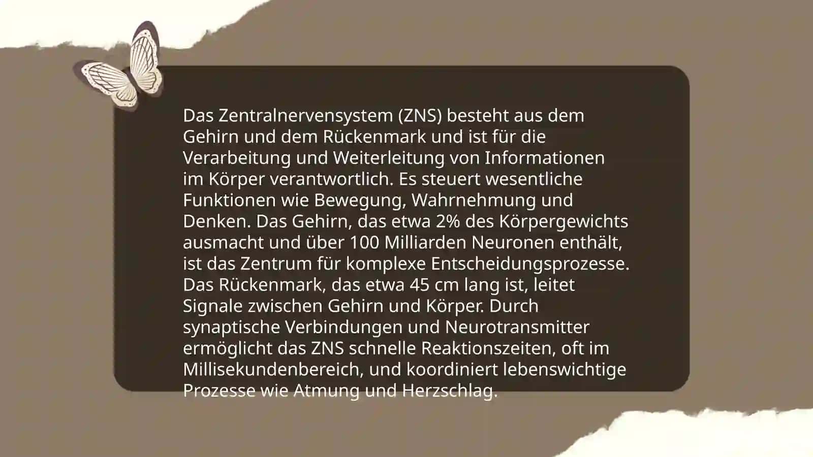 Nervensystem 4