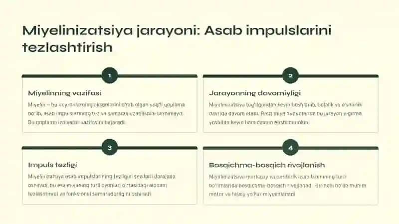 Bolalarda bosh miyaning morfologik va funksional hususiyatlari. Tug‘ilgandan keyin markaziy asab tizimining o‘sishi va differensirovkasi: neyronlar differensirovkasi, miyelinizatsiya jarayoni, asab tizimining xar xil bo‘limlarini rivojlanishi 4