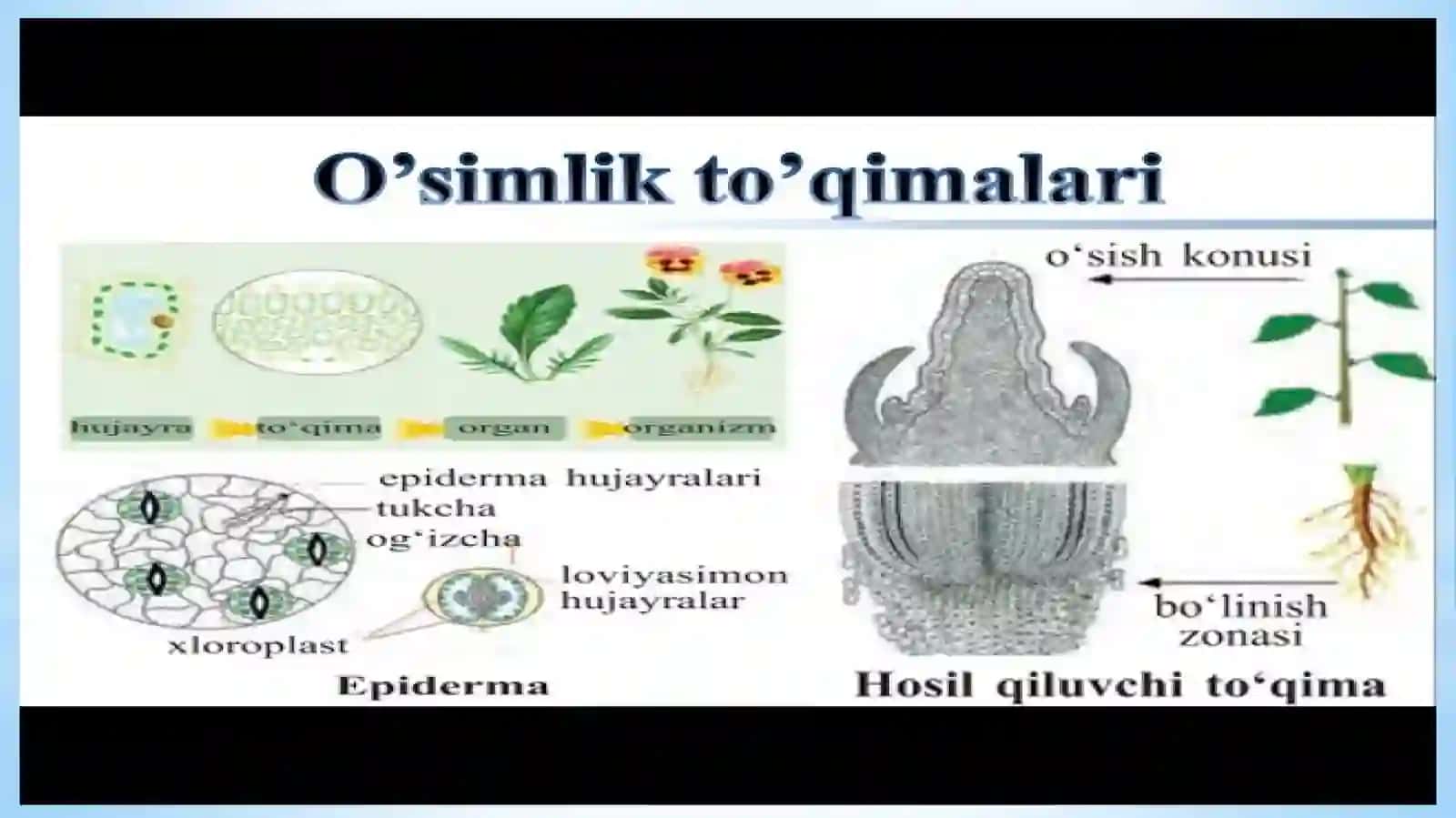 O`simlik to`qimalari.Hosilqiluvchi, qoplovchi vamexanik to`qimalar 4