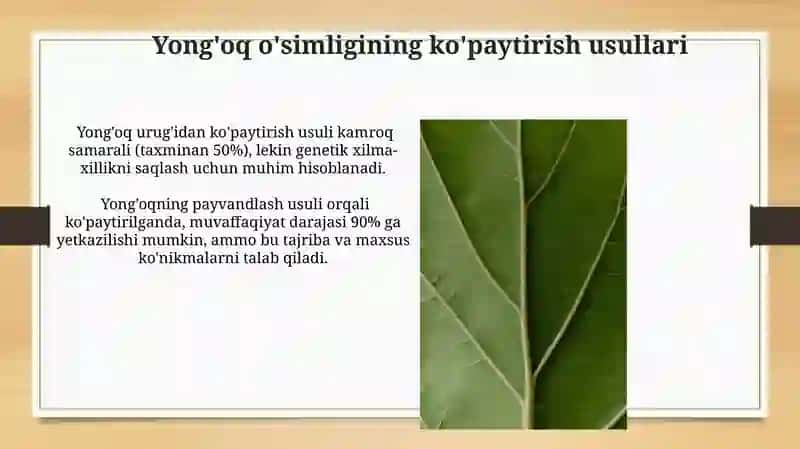 Yong'oq O'simligining o'ziga xos o'simlik sifatidagi tahlili 4