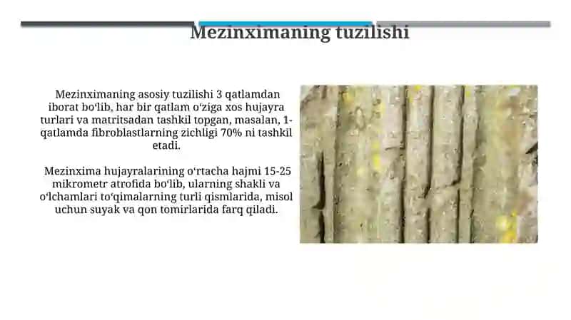 Mezinximaning tuzulishi va ahamiyati 4