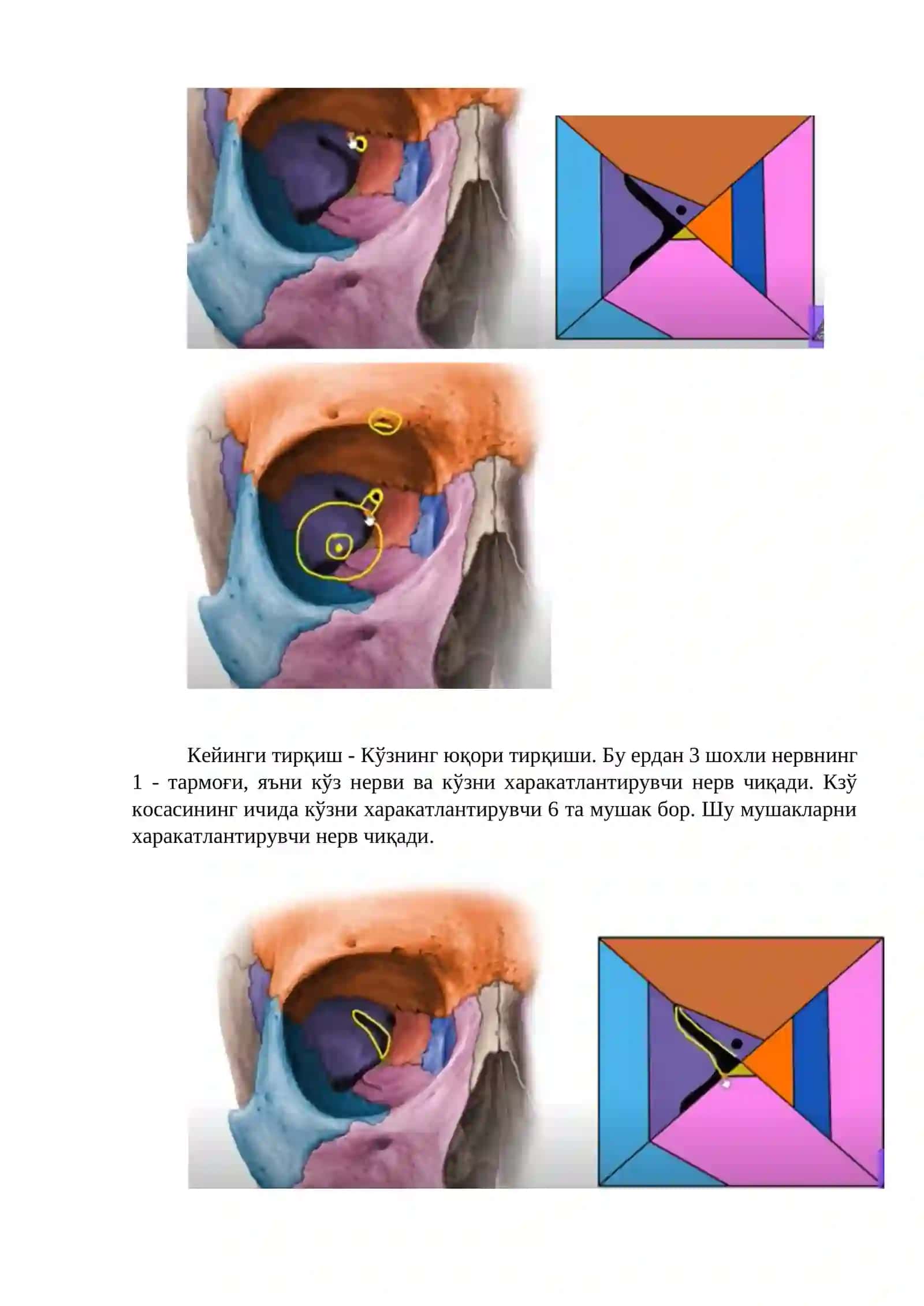 Инсон кўриш анализатори анатомияси ва физиологияси 4