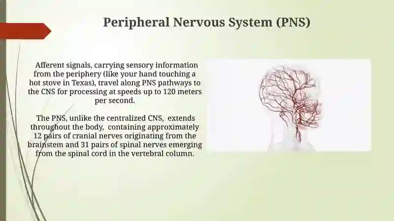 Nervus system 4