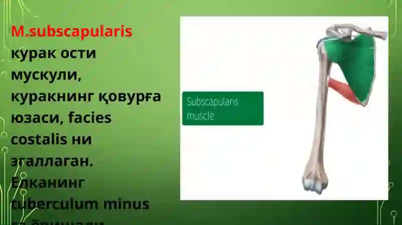 Елка камари ва Эркин харакатчан қўл мускуллари 4